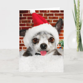 CHIHUAHUA IN Weihnachtsmannmütze Grußkarte Karte