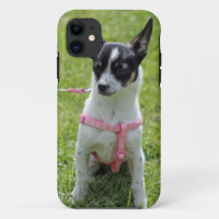 Chihuahua iphone Fall