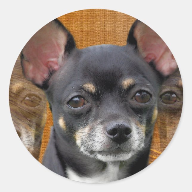 Chihuahua Isabella Cresent Moon Runder Aufkleber (Vorderseite)