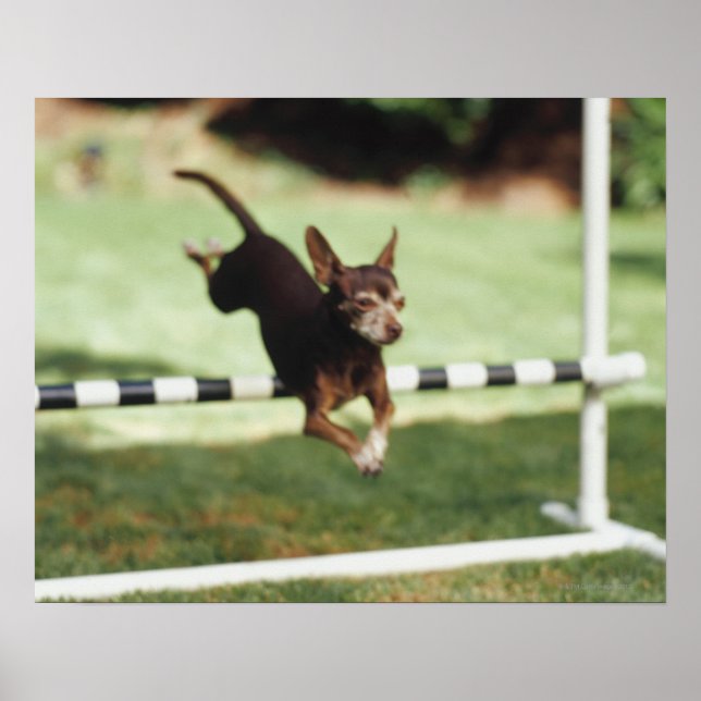 Chihuahua Jumping Hurdle Poster (Vorne)