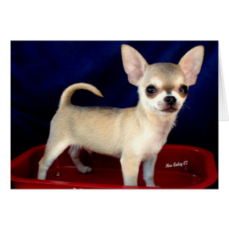 Chihuahua-Karte verkaufen