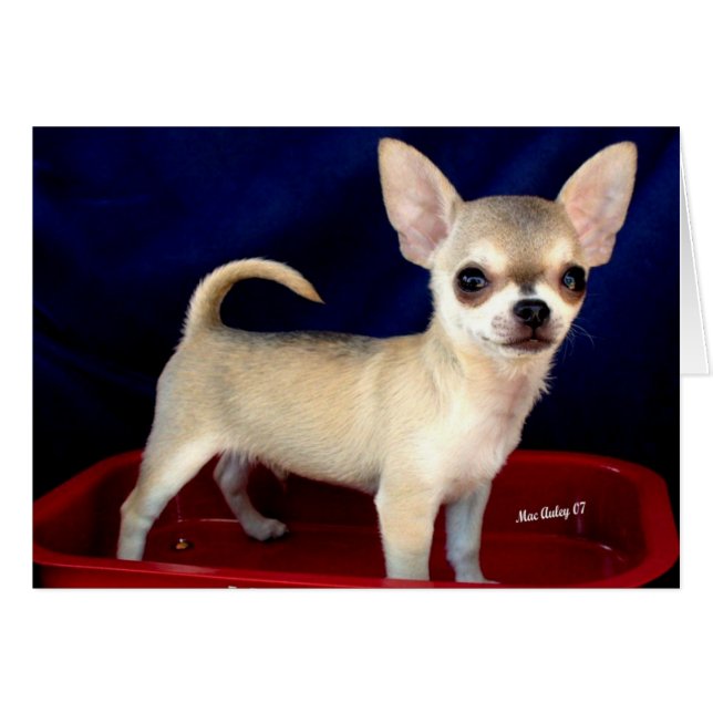 Chihuahua-Karte verkaufen (Vorderseite (Horizontal))
