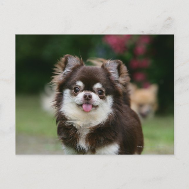 Chihuahua-Kopfschuss 1 Postkarte (Vorderseite)