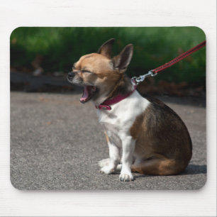 Chihuahua lachen mousepad