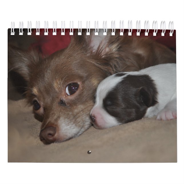 Chihuahua-Liebe-Kalender Kalender (Titelbild)