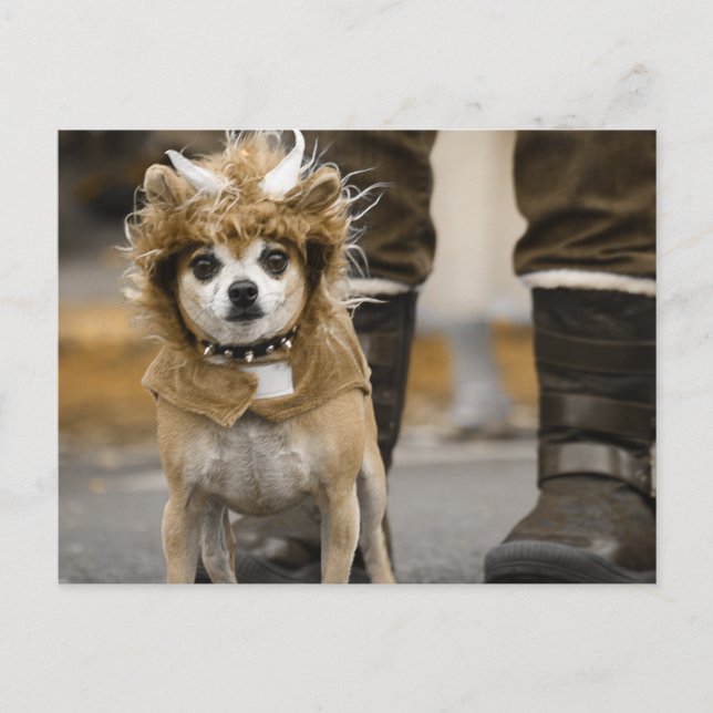Chihuahua Lion mit Hörnern Postkarte (Vorderseite)