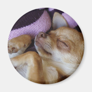 Chihuahua Magnet