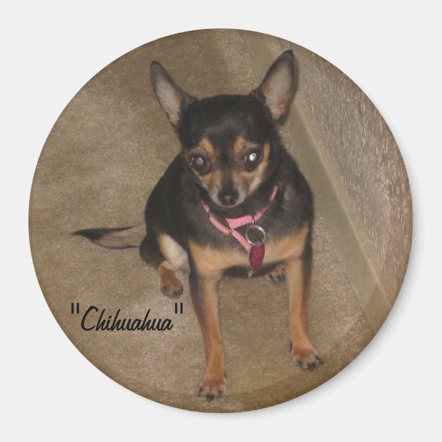 Chihuahua Magnet (Vorne)