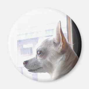 Chihuahua Magnet