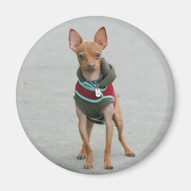 Chihuahua-Magnet Magnet (Vorne)