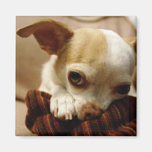Chihuahua-Magnet Magnet