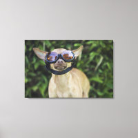 Chihuahua mit Brille