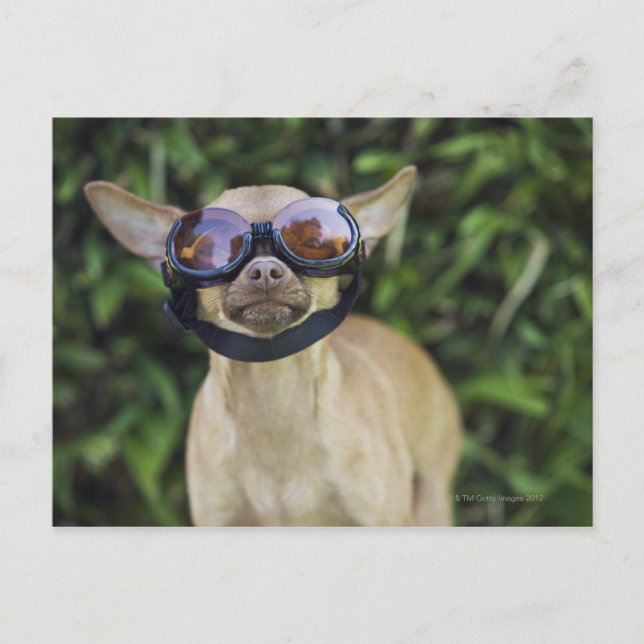 Chihuahua mit Brille Postkarte (Vorderseite)