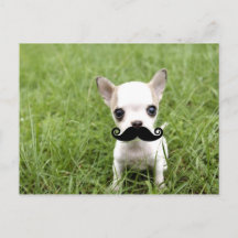 Chihuahua mit Funny Mustache im Garten