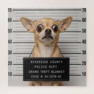 Chihuahua-Mugshot: Schwerer Diebstahl einer Decke