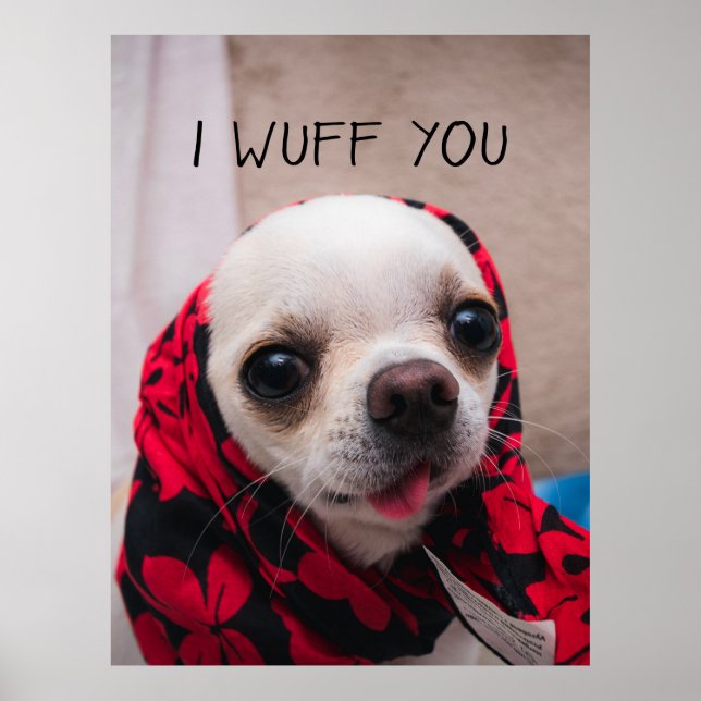 Chihuahua niedlich, ich wähe dir Liebe Valentines Poster (Vorne)