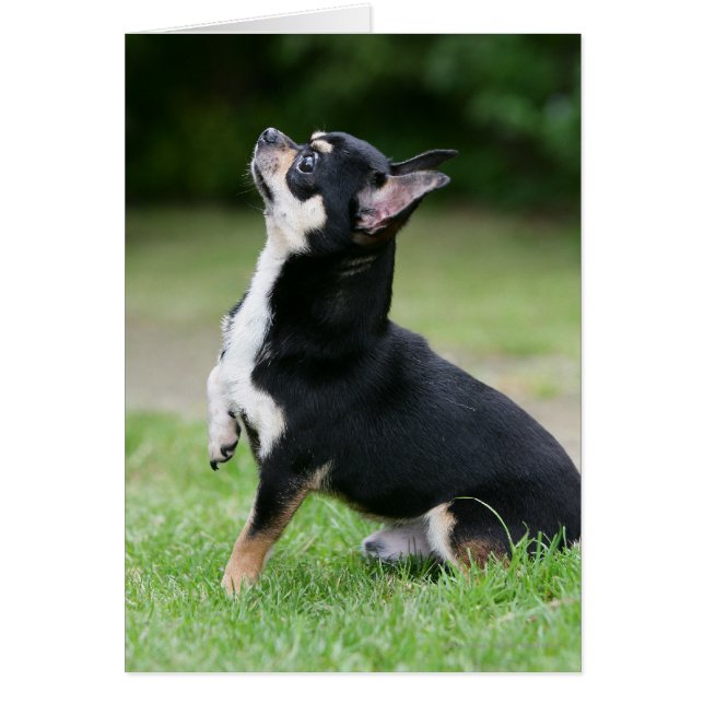 Chihuahua noir et crème (Devant)