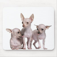 Chihuahua ohne Haare (5 und 7 Monate alt)