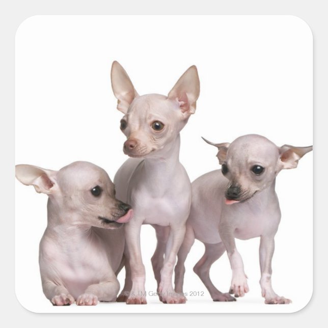 Chihuahua ohne Haare (5 und 7 Monate alt) Quadratischer Aufkleber (Vorderseite)