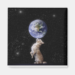 Chihuahua ordnen den Weltmagneten an Magnet