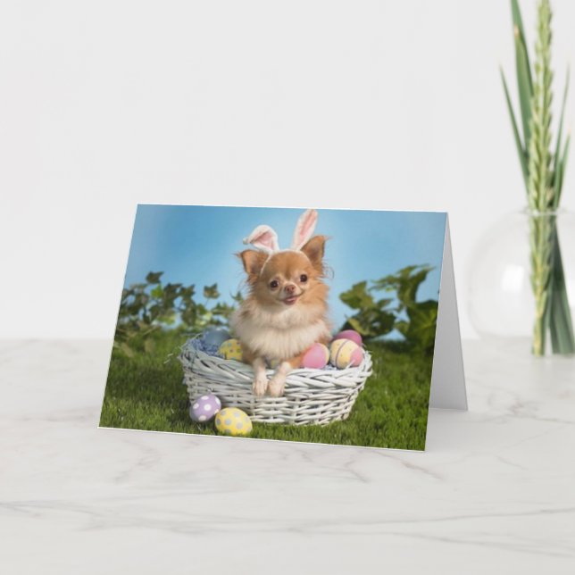 Chihuahua Ostersonnenkarte Feiertagskarte (Vorderseite)