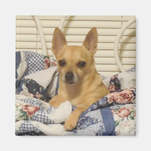 Chihuahua Ou Votre Magnet Photo