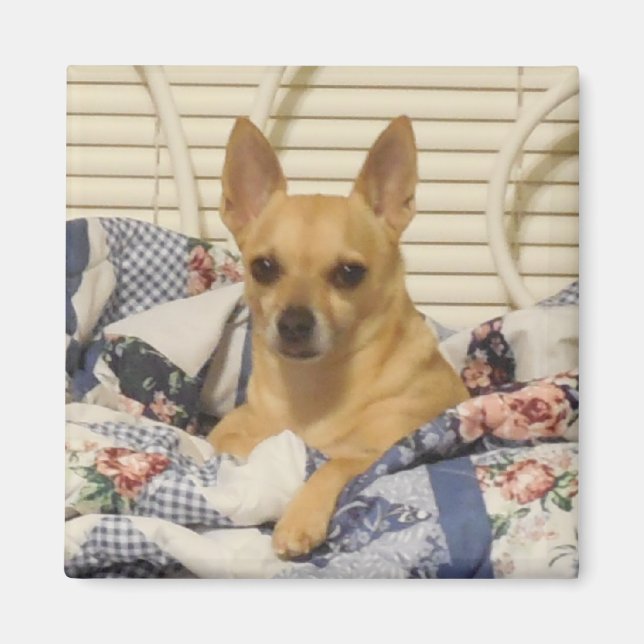 Chihuahua Ou Votre Magnet Photo (Devant)