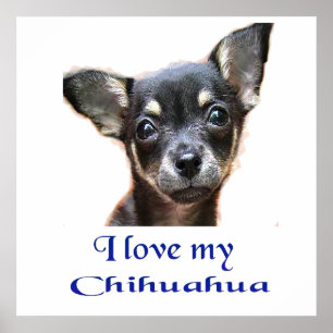 Chihuahua-Plakat Poster