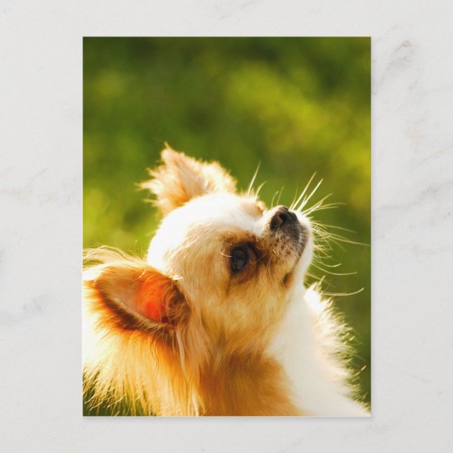 Chihuahua Portrait Postkarte (Vorderseite)