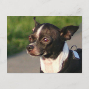 Chihuahua Postcard Postkarte