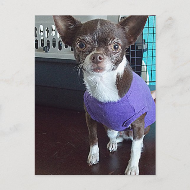 Chihuahua Postcard Postkarte (Vorderseite)