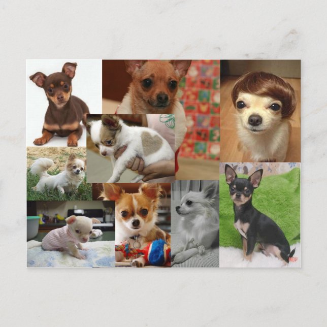 Chihuahua Postcard Postkarte (Vorderseite)