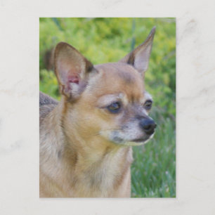 Chihuahua Postkarte