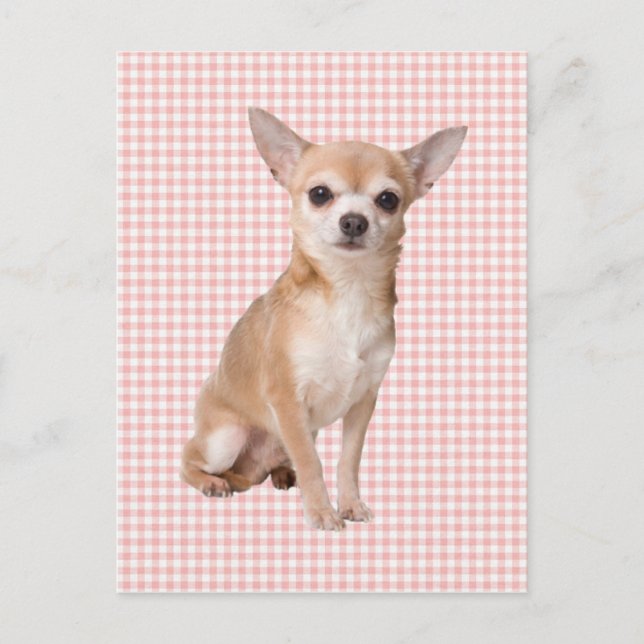 Chihuahua Postkarte (Vorderseite)