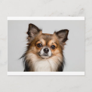 chihuahua postkarte