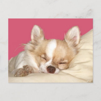 Chihuahua Postkarte