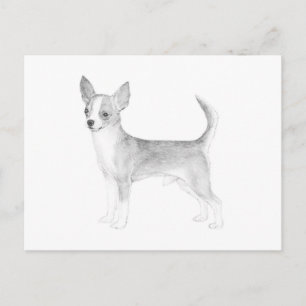 Chihuahua Postkarte