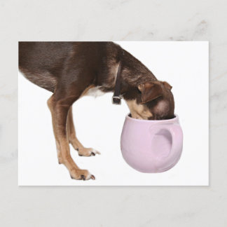 Chihuahua Postkarte