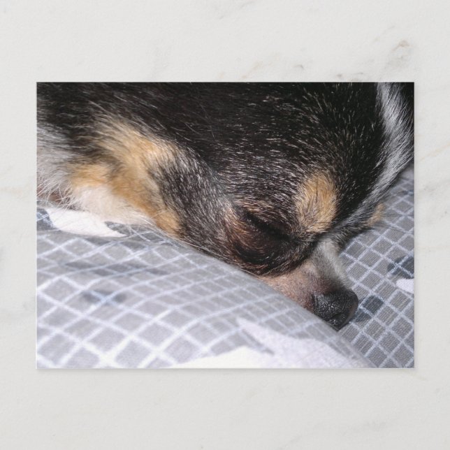 Chihuahua Postkarte (Vorderseite)
