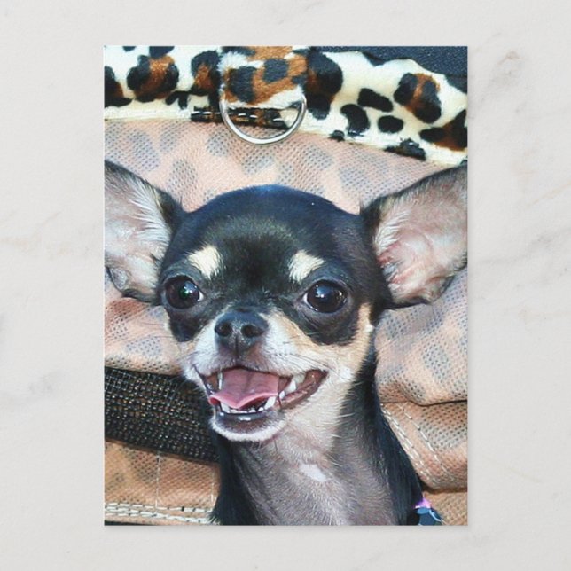 Chihuahua-Postkarte Postkarte (Vorderseite)