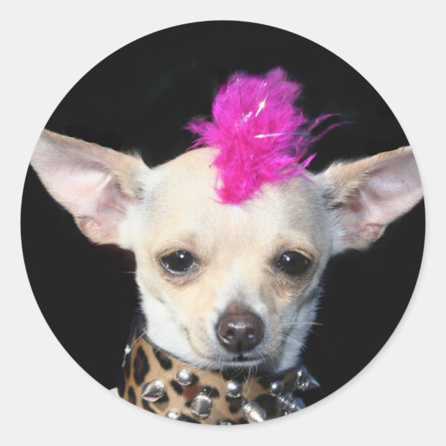 Chihuahua Punk Runder Aufkleber (Vorderseite)