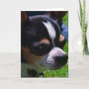 Chihuahua Pup Grußkarte Karte