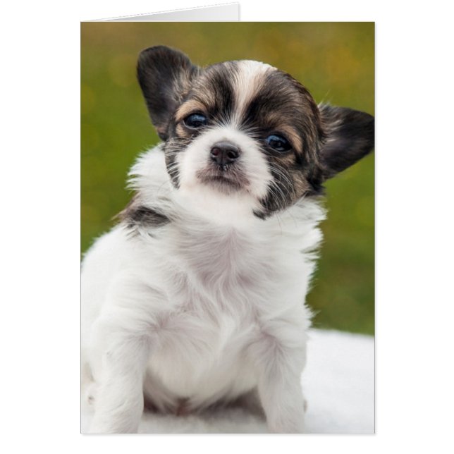 Chihuahua Puppy (Vorne)