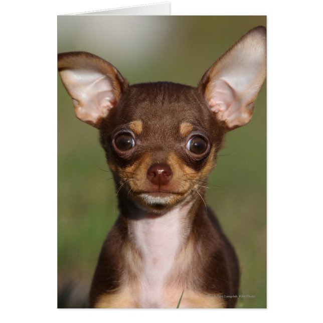Chihuahua Puppy betrachtet Kamera (Vorne)