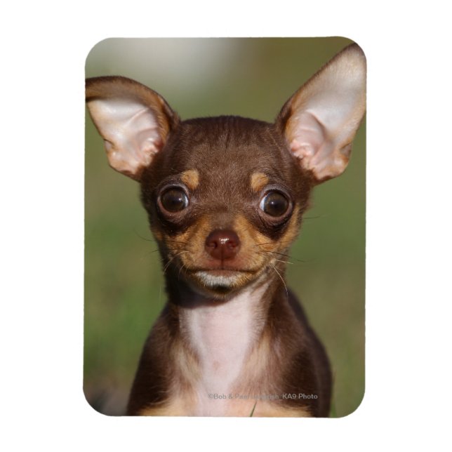 Chihuahua Puppy betrachtet Kamera Magnet (Vertikal)
