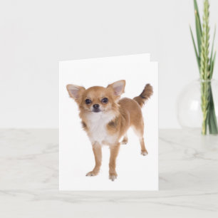 Chihuahua Puppy Dog Blank Notecard Karte