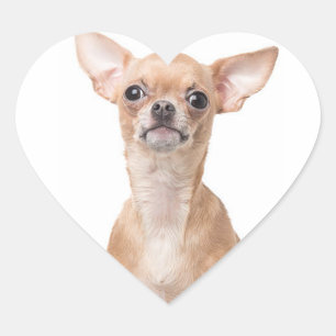 Chihuahua Puppy Dog Heart Herz-Aufkleber