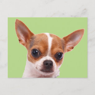 Chihuahua Puppy Dog Postkarte