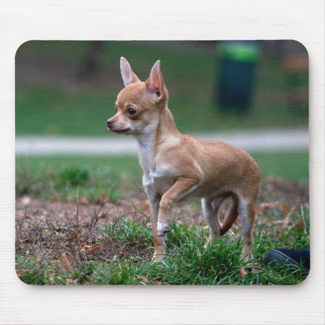 Chihuahua Puppy Mousepad (Vorne)