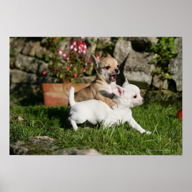 Chihuahua Puppy Playing Poster (Vorne)